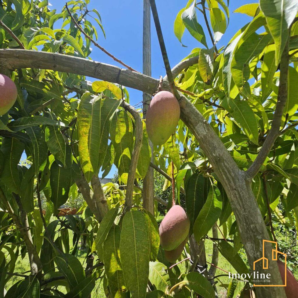 imagem pomar portal das nogueiras